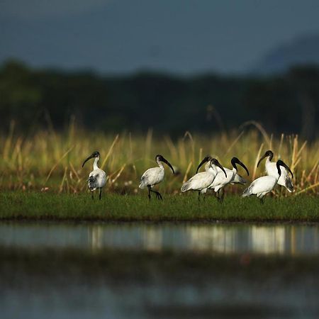 Wetlandcamp บ้านชายเล Phatthalung Exteriér fotografie