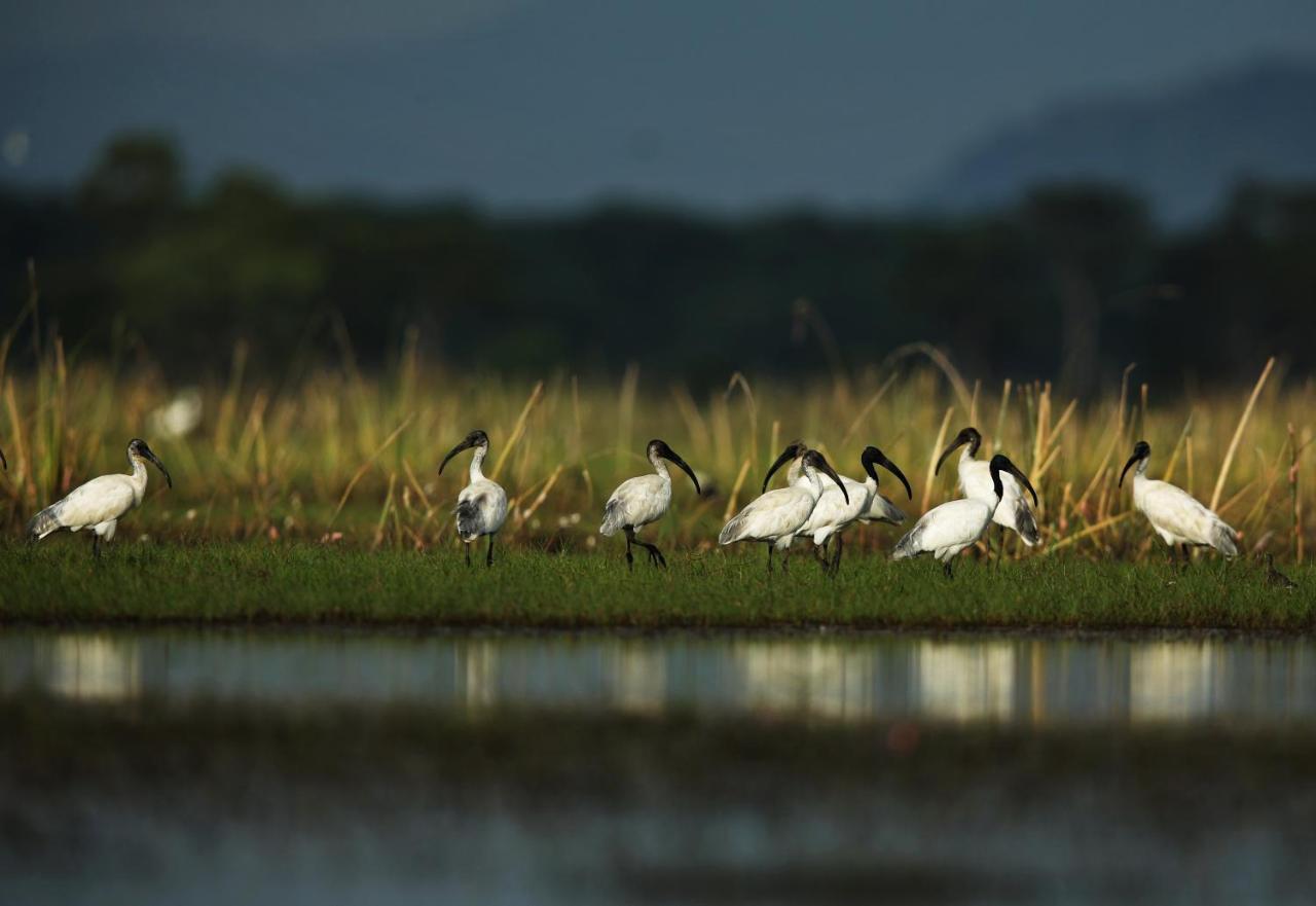 Wetlandcamp บ้านชายเล Phatthalung Exteriér fotografie
